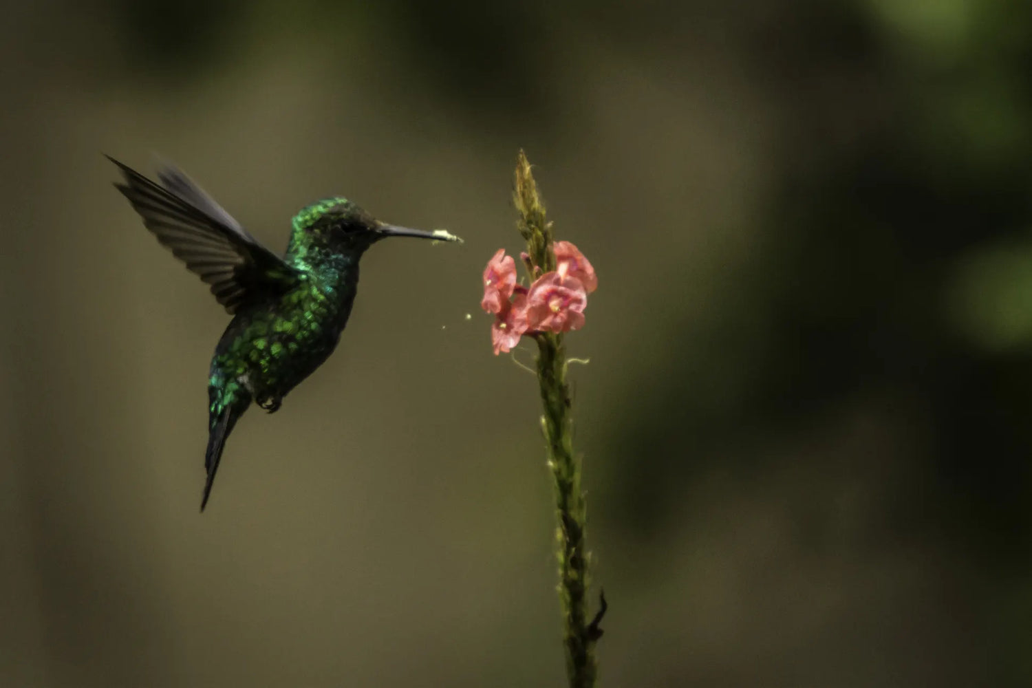 Native hummingbird in a shaded coffee forest ecosystem in Colombia