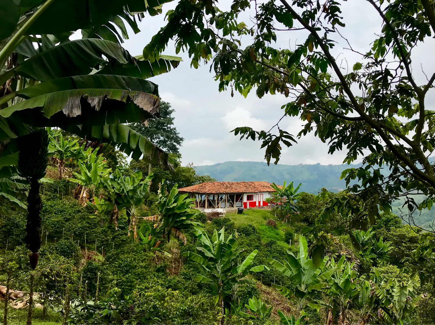 Coffee farm in the mountains of Manizales Colombia at 1800 meters elevation