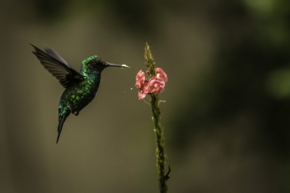 colibri-flor.jpg